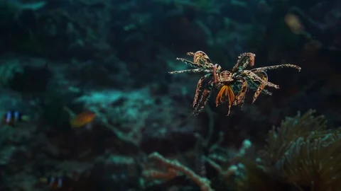 Feather Star Stock Footage 86495361