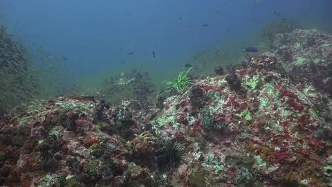 Feather star gracefully swimming Stock Footage 84708301