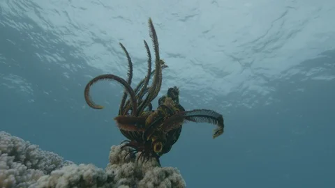 Feather star moves in the ocean current Stock Footage 111244893