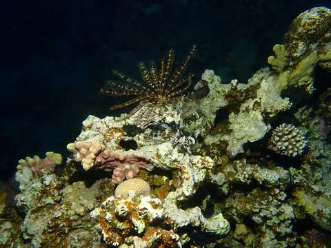 Feather Star Stock Photos