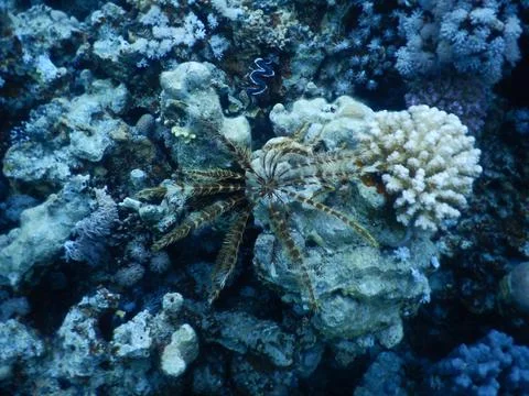 Feather Star Stock Photos