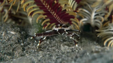 Feather star squat lobster Stock Footage 341298276