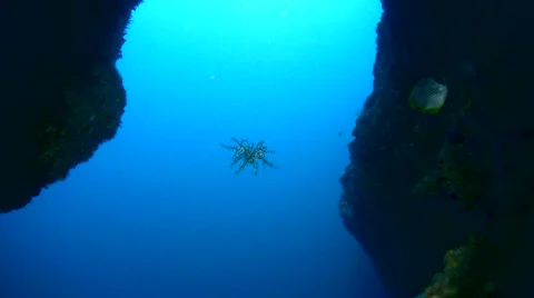 Feather star swimming Stock Footage 950387