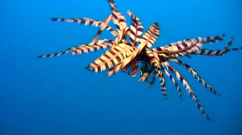 Feather star swimming Stock Footage 6731967