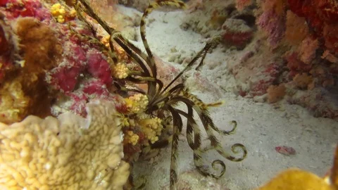 Feather star walking around in a cave, Red Sea Stock Footage 118602542
