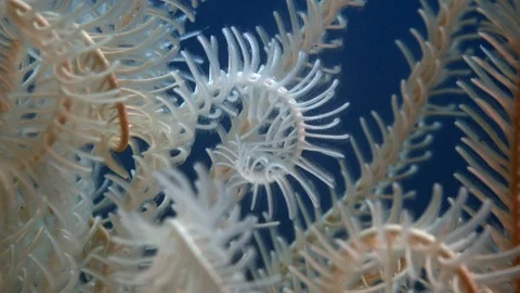 Feather Starfish / Crinoid Macro Close Up Stock Footage 94845651