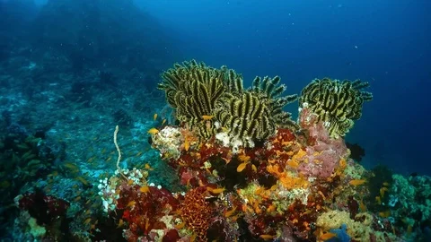 Feather starfish in Maldives Stock Footage 83423414