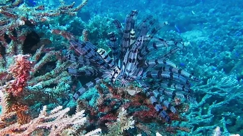 Feather starfish, phylum echinodermata on coral reef of Bali Stock Footage 80665090