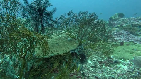 Feather stars and corals Stock Footage 286376989
