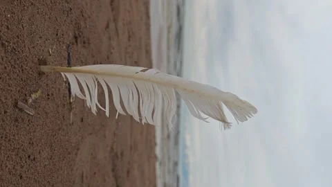 Feather sticks in sand on beach with ocean view during cloudy day Stock Footage 338128046