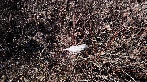 A feather is stuck in a bush Stock Footage 126490787