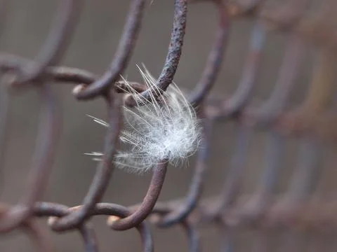 Feather stuck in the mesh Stock Photos