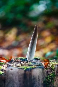 Feather Stuck in Tree Trunk  Calm Nature Symbol Stock Photos
