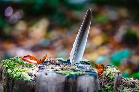 Feather Stuck in Tree Trunk  Calm Nature Symbol Stock Photos
