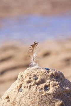 A feather stuck vertically into a pile of sand on the beach Stock Photos