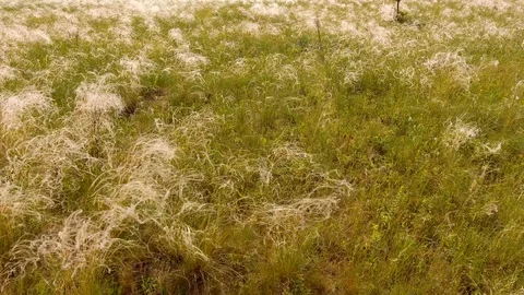 Feather sways in the wind Video stock 109331310