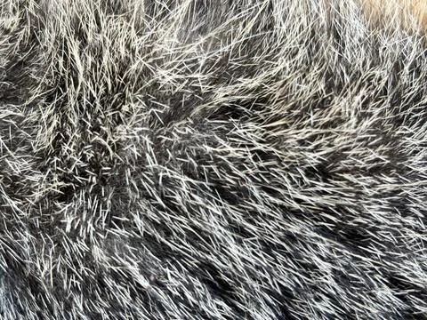 Feather texture background Stock Photos