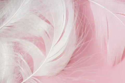 Feather texture close-up. Abstract background. Stock Photos