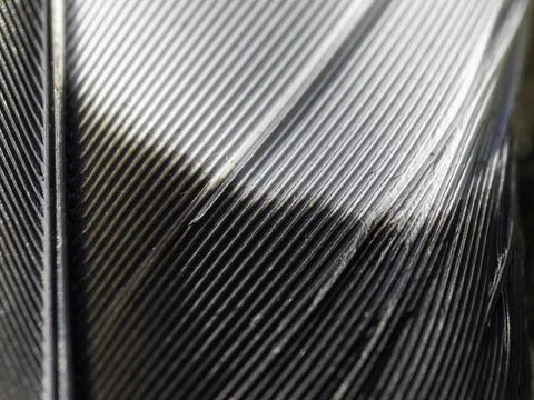 Feather texture gleams with precision and natural rhythm 写真素材