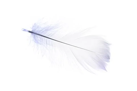 Feather texture. Nature abstract bird feather closeup isolated on white backg Stock Photos