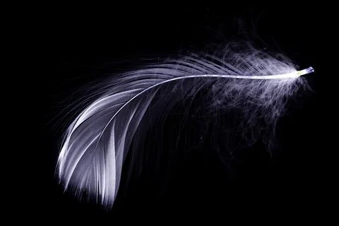 Feather texture. Nature abstract bird feather closeup isolated on black backg Stock Photos