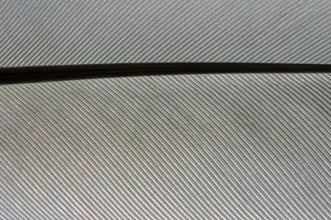 Feather texture Фото