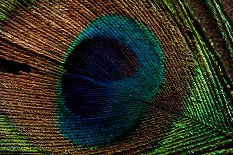 Feather texture Stock Photos