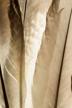 Feather texture Stock Photos