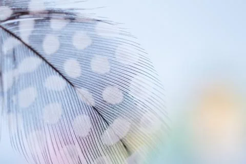 Feather texture  soft background for design with space for text Stock Photos