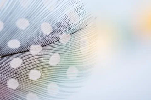 Feather texture  soft background for design with space for text Stock Photos