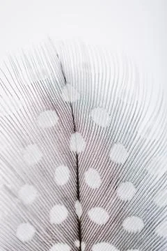 Feather texture  soft background for design with space for text Foto stock