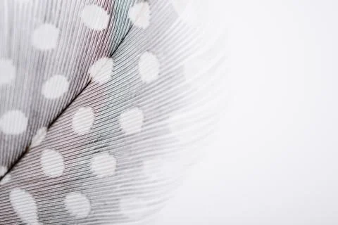 Feather texture  soft background for design with space for text Stock Photos