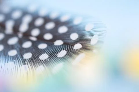 Feather texture  soft background for design with space for text Stock Photos