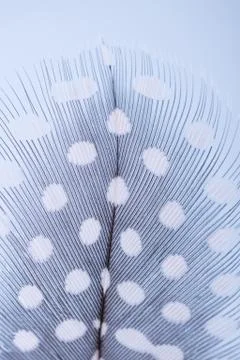 Feather texture  soft background for design with space for text Stock Photos