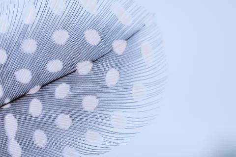Feather texture  soft background for design with space for text Stock-Fotos
