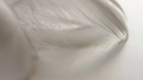 Feather tips, soft breeze, macro, white backdrop, narrow depth of field, HD1080p Stock Footage 21432522