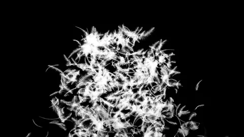 Feather Tornado Stock Footage 90640805