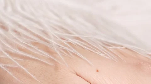 Feather touching skin of hand. A feather flutters, softness in motion. Stock Footage 299364120