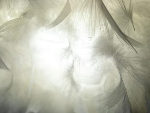 The feather is translucent in the light. Stock Photos