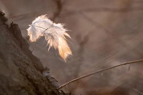 Feather on a tree Stock Photos