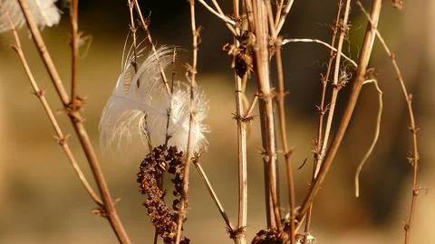 Feather in the undergrowth Stock Photos