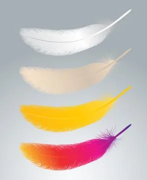 Feather vector Stock Illustration