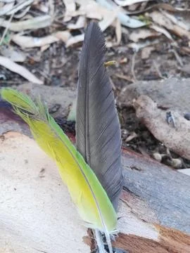 The feather view of the Parrot Stock Photos