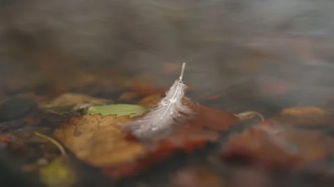 Feather on the Water during a snowfall Video stock 295317652