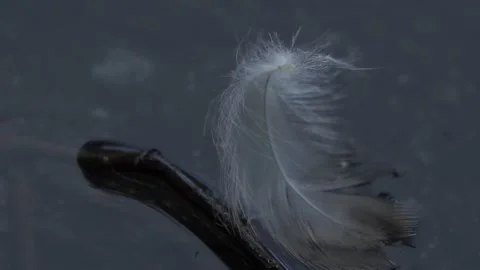 Feather on the water Stock Footage 236951012