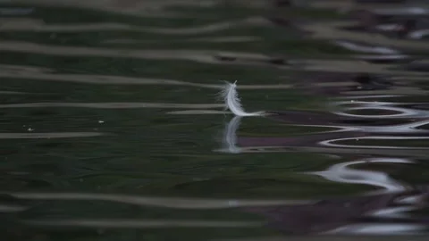 Feather on the water Stock Footage 236951143