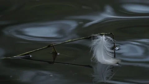 Feather on the water Stock Footage 236955218