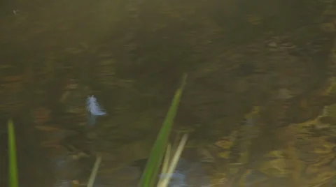 Feather on the water HD 스톡 동영상 991679