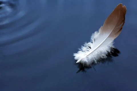 Feather on water Stock Photos