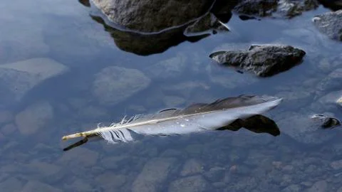 Feather in water Stock Photos